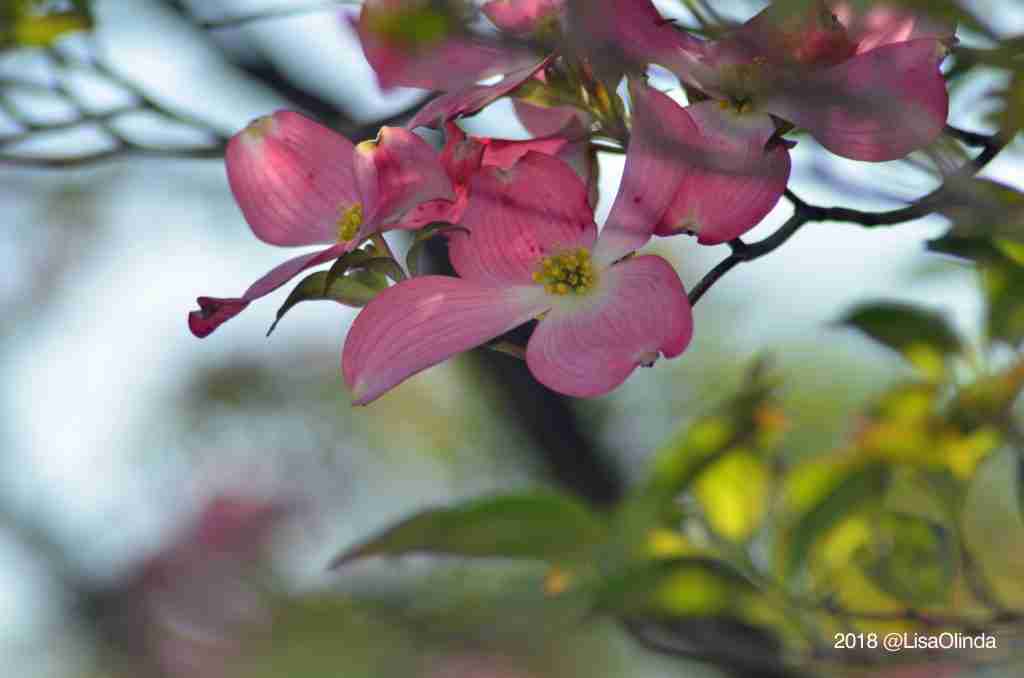 Pink Dogwood Blossoms - fresh beginnings