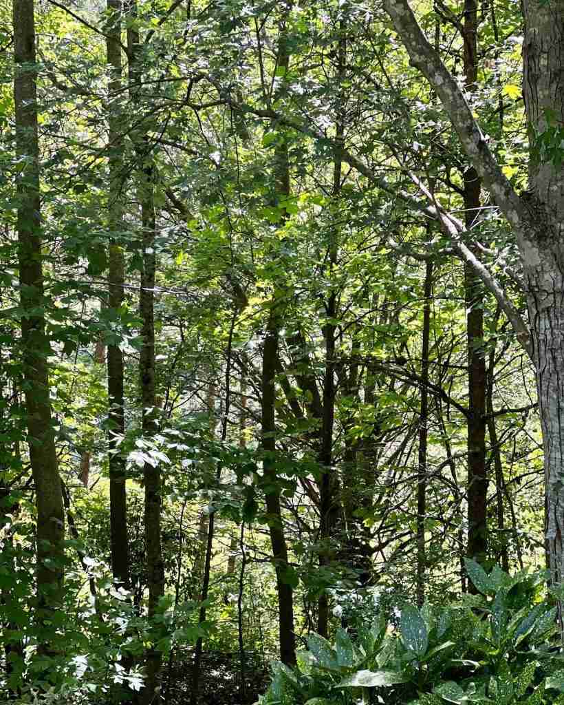 Growth (Woods behind my house)