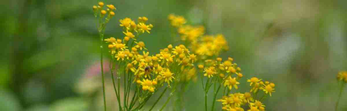 Goldenrod for blog post