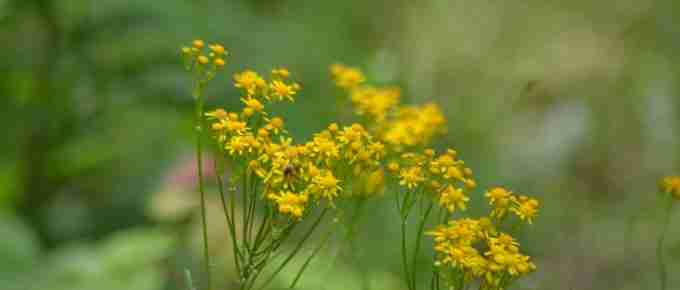 Goldenrod for blog post